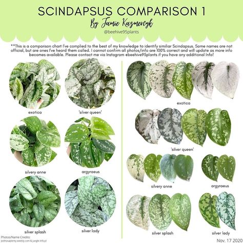 Jamie on Instagram: “Two more in depth Scindapsus comparison charts featuring the more common (and a couple rare) Scindapsus that are typically confused…” Scindapsus Varieties, Plant Leaf Identification, Scindapsus Pictus Exotica, Leaf Identification, Scindapsus Pictus, Fairy Homes, Philodendron Plant, Plant Varieties, Airbnb Promotion