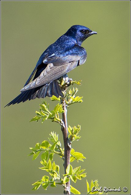 Purple Martin | Flickr - Photo Sharing! Martin Bird, Purple Martin, Gil Scott Heron, Purple Animals, Wings Art, Swallows, Big Bird, Exotic Birds, Bird Pictures