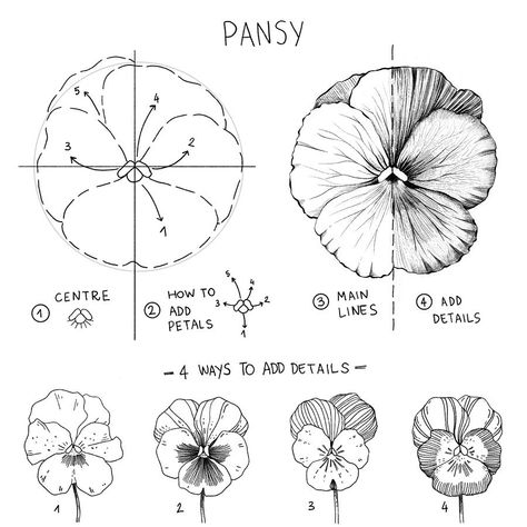 Drawing Flower Petals, Pansy Flower Illustration, Pansy Coloring Pages, Pansy Drawings, 5 Petal Flower Drawing, How To Draw A Pansy, Pansy Flower Drawing, How To Draw Flower Petals, Small Pansy Tattoo