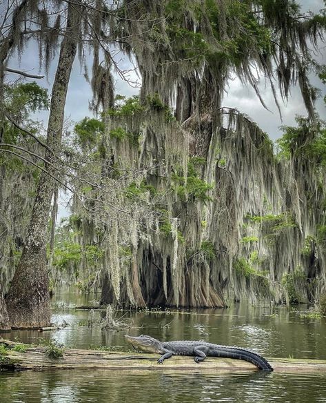 Leave Luanne, Lowcountry Aesthetic, Bayou Wallpaper, Bayou Aesthetic, Swamp Photography, Bayou Painting, Louisiana Aesthetic, Swamp Aesthetic, Florida Scenery