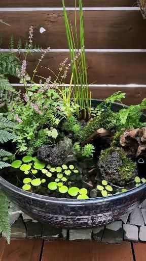 Mini Fish Pond Garden, Mini Container Pond, Tub Pond Ideas, Plant Pot Pond Ideas, Mini Water Feature Diy, Mini Water Garden Indoor, How To Make A Fish Pond, Outdoor Mini Pond Ideas, Diy Small Fish Pond