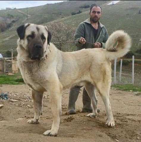 Turkish Kangal dog as son of Central Asian Alabai Alabai Dog, Kangal Dog, Mastiff Mix, Livestock Guardian Dog, Shepherd Dog Breeds, Anatolian Shepherd, Huge Dogs, Giant Dogs, English Mastiff