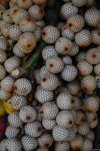 Rattan fruit Weird Fruit, Unusual Beauty, Garden World, Strange Fruit, Unique Fruit, Plant Fungus, Fruit Flowers, Different Fruits, Food Forest