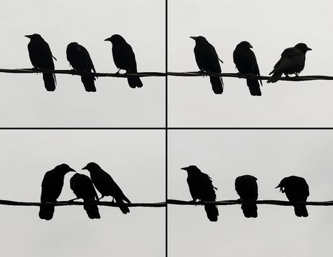 crows on the wire by Dougerino, via Flickr Crow Images, Blackbird Singing, Crow Tattoo, Crows Ravens, Silhouette Clip Art, Black White Art, Funny Doodles, The Wire, Tattoo Stencils