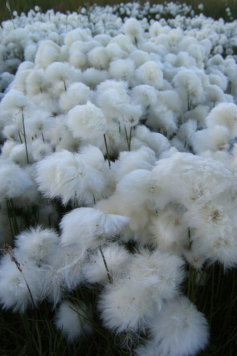 blacklung. via Tumblr #colors #random #color #tagforlikes Cotton Fields, 판타지 아트, The Grass, Nature Aesthetic, White Aesthetic, Botany, Pretty Flowers, Secret Garden, Mother Nature