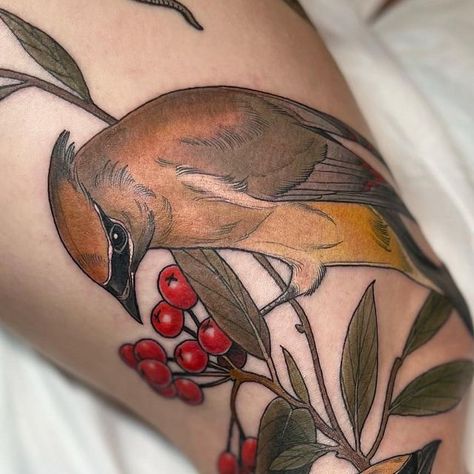 Holy Oak Tattoo on Instagram: "Cedar waxwings by @virginiazwolf . Virginia’s books are now closed ahead of the start of her graduate program, but keep an eye out here and on her IG for updates on scheduling!**************************************#portlandoregon #portlandtattoo #pnwtattoo #pnwonderland #tattoo #tattooartist #birder" Cedar Waxwing Tattoo, Cedar Tattoo, Oak Tattoo, Pnw Tattoo, Portland Tattoo, Bird Tattoos, Cedar Waxwing, Gingko Leaves, Aesthetic Ig