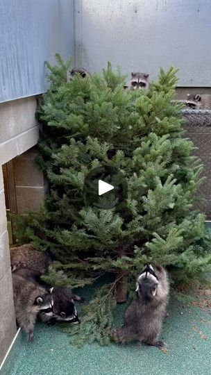 42K views · 7.8K reactions | Did you know that Raccoons enjoy the holiday season too? Last week they received some early Christmas trees to explore and climb on! These Raccoons are in the last stage of their 5-month stay with us before they’re released. During this time, they are acclimated to the outside weather conditions, and their environment includes different enrichment items such as food and foliage that encourage and reinforce natural foraging behaviors. These pine trees provide the raccoons with not only new scents, tastes and feels that they may encounter in the wild, but also a fun obstacle course to explore! Fun Fact: Raccoons are part of the procyonid family, which includes any tree-climbing mammals. | Peninsula Humane Society &SPCA | alyssasheill · Original audio Tree Climbing, Obstacle Course, See Videos, Pine Trees, Humane Society, In The Wild, Fun Fact, Weather Conditions, Christmas Trees