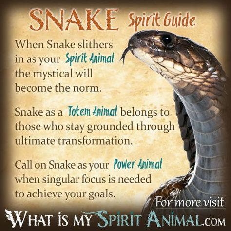 Snake Symbolism & Meaning What Is My Spirit Animal, Native American Animal Symbols, Witchy Potions, Snake Meaning, Snake Symbolism, Spiritual Animals, Animal Totem Spirit Guides, Snake Spirit Animal, Spirit Animal Quiz