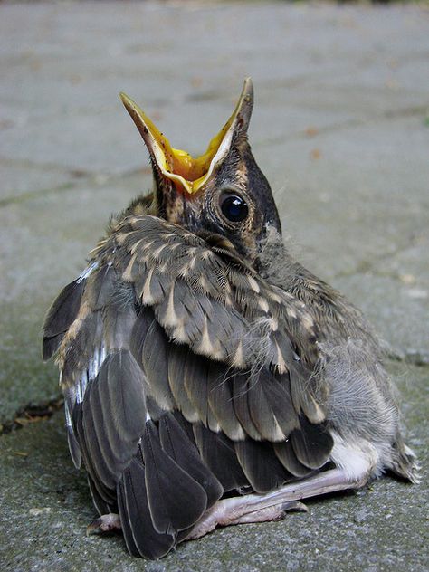 Help, can somebody explain my body parts to me, please? I don't think I did that self-assemble thing right! Baby Robin, American Robin, Kinds Of Birds, Baby Bird, Backyard Birds, Pretty Birds, On The Ground, Wild Birds, Bird Watching