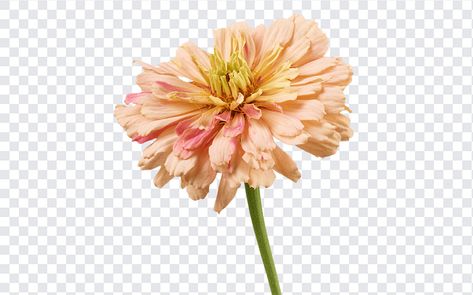 Zinnia Flower PNG Zinnia Flower, Buttercup Flower, Zinnia Flowers, Transparent Flowers, Sunflower Png, Dahlia Flower, Graphic Design Projects, Graphic Elements, Free Vectors