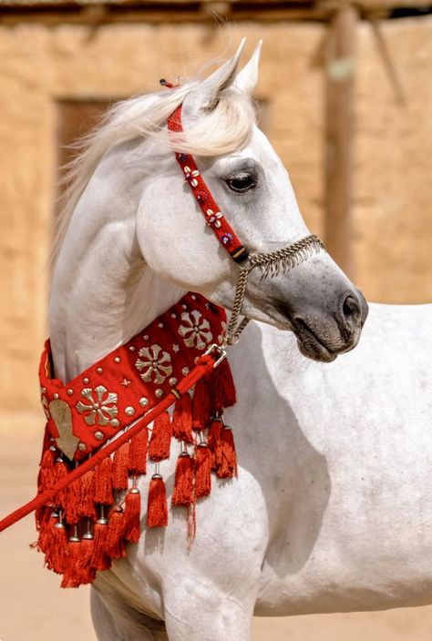 Lovely white Arabian horse in red native dress costume. Arabian Horse Costume, White Arabian Horse, Horse Inspiration, Horse Costumes, Beautiful Arabian Horses, Bay Horse, Horse Posters, Unicorn Horse, Most Beautiful Animals