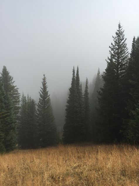 Dark Naturalism, Twilight Aesthetic, Pine Trees Forest, Forest Pictures, Tree Forest, Pine Forest, Pine Trees, Dark Forest, Nature Aesthetic