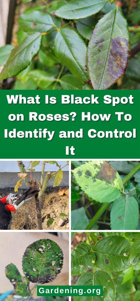 What Is Black Spot on Roses? How To Identify and Control It Black Spot On Roses, Rose Diseases, Diy Compost, Roses Black, Plant Diseases, Houseplants Indoor, Rose Leaves, Rose Bush, Natural Remedy