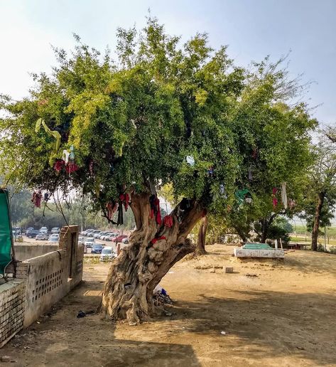 Instagram: “A Peelu tree (Salvadora persica), also known as Meswak or Toothbrush tree, at an old Dargah in Agra! It is quite interesting to see…” Salvadora Persica, Banana Blondies, Banana Walnut Cake, Peanut Butter Squares, Peanut Butter Pancakes, Tahini Cookies, Sticky Date Pudding, Chocolate Zucchini Cake, Hazelnut Cake