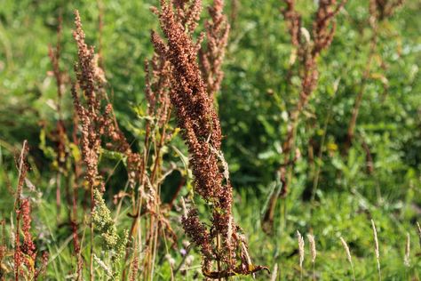 Curly Dock, Make Flour, How To Make Flour, Planting Tools, Fruit Seeds, Wild Edibles, Tomato Seeds, Wild Plants, Organic Seeds