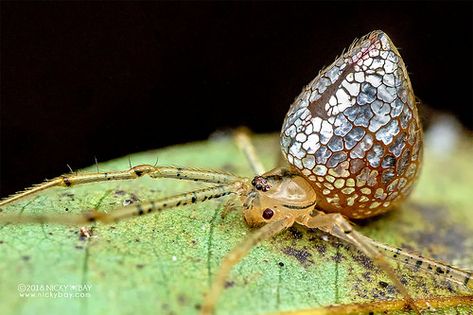 Mirror comb-footed spider (Thwaitesia sp.) - DSC_5655 Mirror Spider, Odd Behavior, Arachnids Spiders, Spider Species, Silver Plates, Cosmic Egg, Cool Bugs, Spooky Spiders, Beautiful Bugs