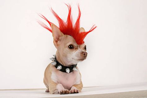 Dogs With Wigs, Dog With Wig, Winter Pedicure, Punk Dog, Dog Stock Photo, Make Funny Faces, Guard Dog, Chihuahua Dog