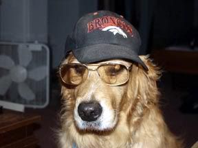 Dakota in his Bronco's hat Dogs With Hats, Dogs In Hats, Dog With Hat, Dog With Glasses, Silly Dogs, Wearing Glasses, Silly Animals, Little Animals, Playlist Covers