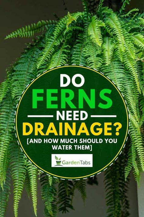 Do Ferns Need Drainage? [And How Much Should You Water Them] - GardenTabs.com Fern In Planter, Fern Pots Planters, Ferns On Front Porch, How To Care For Ferns Indoors, Caring For Ferns, Crispy Wave Fern Care, How To Transplant Ferns, Fern Planters, Water Ferns