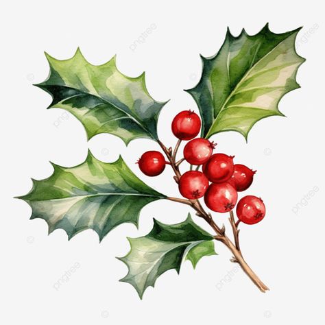 holly branch handdrawn watercolor vector illustration christmas holly berries a symbol of christma Holly Clipart, Christmas Sketch, Holly Decorations, Christmas Wall Stickers, Christmas Plants, Holiday Clipart, Christmas Hearts, Wreath Watercolor, Christmas Bundle