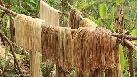 Abaca Products, Abaca Fiber, Enhypen Funny, Kitchen Wall Art Printables, Japanese Traditional Clothing, Physical And Chemical Properties, Banana Plants, Sources Of Fiber, Plant Fibres