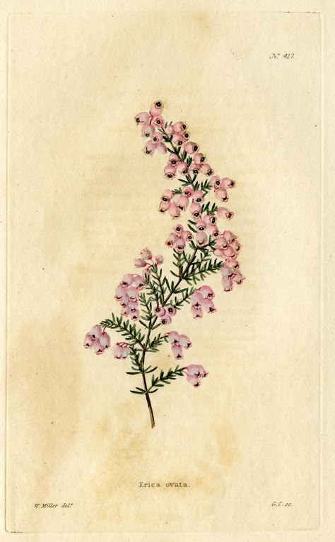 Erica ovata, everywhere on the hills here... | W.  Miller Fynbos Illustration Botanical Prints, Bell Heather Tattoo, Fynbos Tattoo, Heather Illustration, Fynbos Illustration, Erica Flower, Bell Heather, William Miller, Flor Tattoo