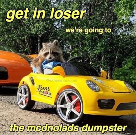 Raccoon Quotes, Racoon Funny, Raccoon Memes, Raccoon Meme, Trash Pandas, Get In Loser, Cute Raccoon, Bad Cats, Trash Panda