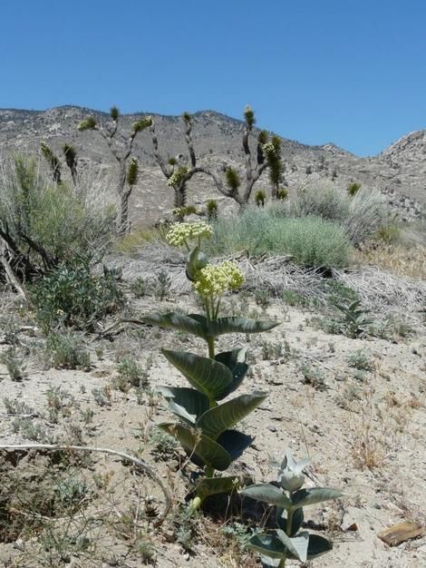 Asclepias erosa Desert Milkweed. Amazing ain't it?  Everyone in California should visit the desert in early spring Desert Milkweed, California Plants, Asclepias Tuberosa, Drought Tolerant Garden, Chill Zone, California Native Plants, Great Basin, California Desert, Native Garden