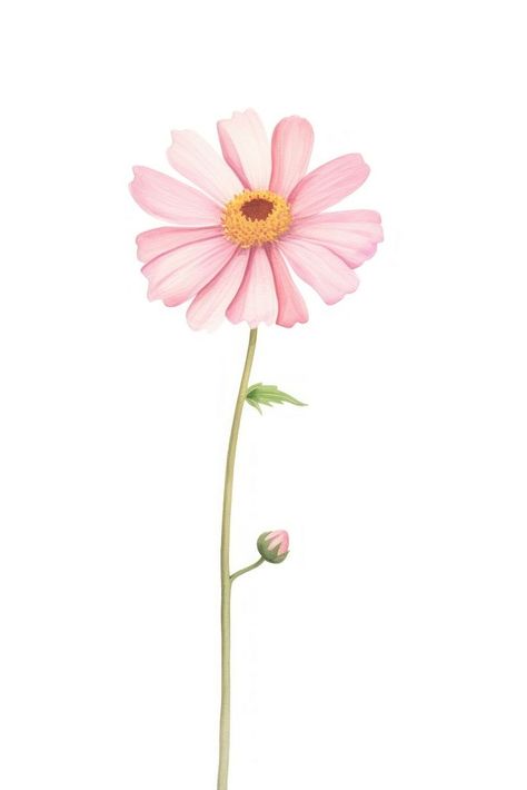 Pink flower petal plant daisy. AI generated Image by rawpixel. | free image by rawpixel.com / Te Daisy Illustration, Calendar Ideas, Haifa, Flower Petal, Pink Daisy, Plant Illustration, Flower Plant, Flower Petals, Pink Flower