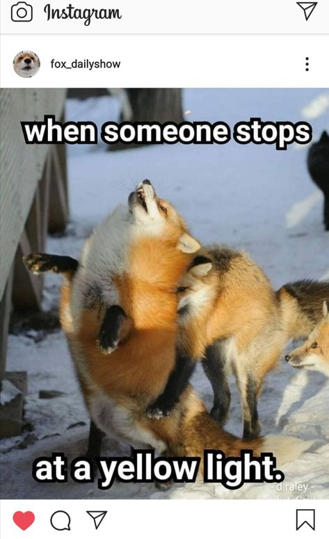 Fox Meme, Fox Memes, Fox Artwork, Funny Statements, Fox Pictures, Pet Fox, Fox Art, Silly Animals, Fluffy Animals