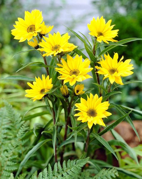 Maximilian Sunflower, Buy Plants Online, Palace Garden, Summer Yellow, Wildlife Gardening, School Garden, Plant Spacing, Garden Show, Herbaceous Perennials