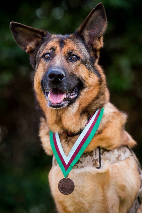 Lucca, a U.S. Army Dog Has Been Awarded The UK's Highest Animal Medal - BuzzFeed News Military Service Dogs, Army Dogs, Dog Hero, Military Working Dogs, Military Dogs, Dog Years, Military Heroes, Therapy Dogs, German Shepherd Puppies