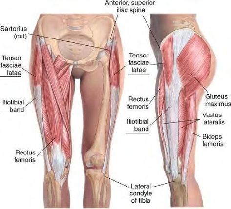 Tight It Band, Fascia Blasting, Tensor Fasciae Latae, Iliotibial Band, Quads And Hamstrings, Tight Hip Flexors, Human Body Anatomy, Ashley Black, Muscle Anatomy