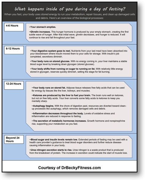 Fasting Timeline, Bone Broth Diet, Dr Becky, Palmer College Of Chiropractic, Body Tissues, Growth Hormone, What Happened To You, Burn Belly Fat, Digestive System