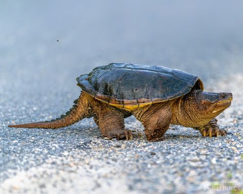 Species Spotlight: Common Snapping Turtle - Turtle Survival Alliance Common Snapping Turtle, Freshwater Turtles, Small Tortoise, Wood Turtle, Snapping Turtle, Habitat Destruction, Box Turtle, Drinking Beer, Amphibians