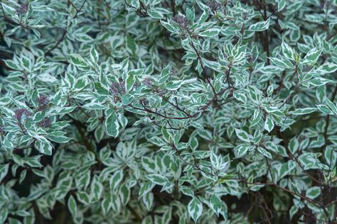 How to Grow and Care for Ivory Halo Dogwood Halo Dogwood, Ivory Halo Dogwood, Purple Leaf Sand Cherry, Baby Gem Boxwood, Wintergreen Boxwood, Red Shrubs, Dogwood Shrub, Dogwood Bush, Cedar Plant