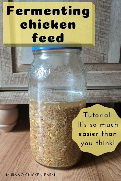 Fermented Chicken Feed How To Make, Fermented Chicken Feed Recipe, Soaking Chicken Feed, Organic Chicken Feed Recipe, Quail Garden, Chicken Feed Recipe, Fermented Chicken Feed, Chicken Feed Diy, Fermenting Chicken Feed