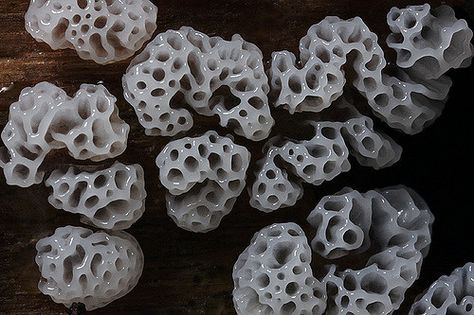 Elise Core, Slime Mold, Yume Nikki, Clay Mushroom, Lichen Moss, Growth And Decay, Nail Board, Slime Mould, Plant Fungus