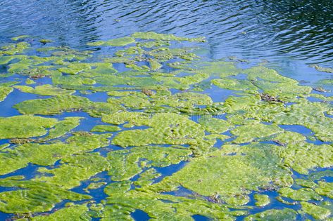 New Growth 6. Out stretched hands hold a new seedling for spring planting. Isola , #ad, #hands, #hold, #seedling, #Growth, #stretched #ad Pond Algae, Side Scroller, Blue Green Algae, Aquatic Ecosystem, Red Lake, Pond Liner, Aquatic Plant, Green Algae, Aquatic Plants