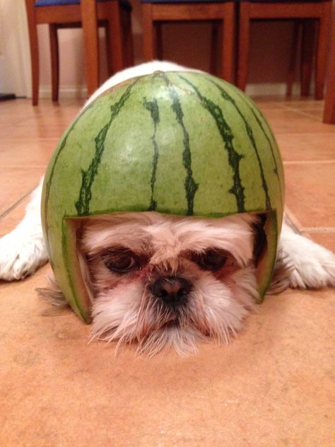 Who doesn't love   watermelon helmet Watermelon Dog, Watermelon Costume, Beloved Dog, Shih Tzu, Watermelon, My Pictures, Pure Products, Dogs, Animals