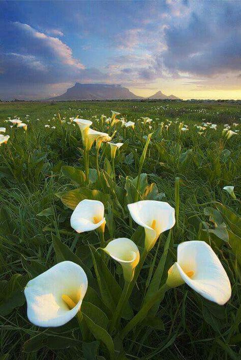 Arum lily view South African Flowers, Table Mountain Cape Town, Arum Lily, Watching The Sunset, Africa Do Sul, African Flowers, Table Mountain, Out Of Africa, Beautiful Places On Earth