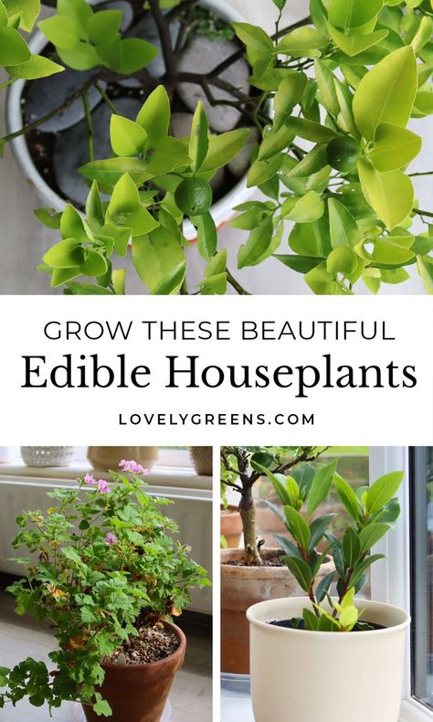 This guide to edible houseplants will help inspire your indoor space whether you want to grow food indoors or spice up your houseplant collection #ediblehouseplants #plants #foodgarden Grow Food Indoors, Grow Food Inside, Growing Herbs Inside, Apartment Vegetable Garden, Lovely Greens, Growing Food Indoors, Spice Garden, Best Edibles, Grow Food