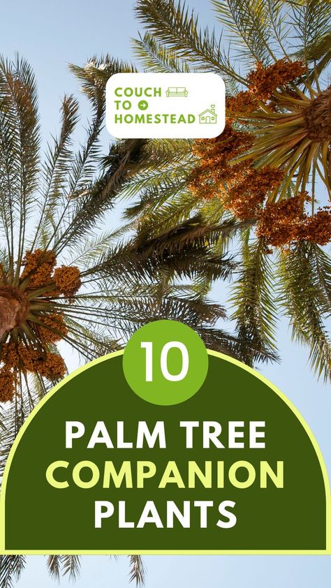 Palm Tree Palm Tree Garden Ideas Backyards, Plants Around Palm Trees, Queen Palm Tree, Sago Palm Tree, Alexander Palms, Palm Tree Island, Evergreen Flowers, Small Palm Trees, Christmas Palm Tree