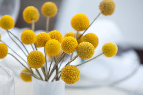 Crespedia "Billy Balls" Billy Balls Wedding, Diy Flower Arrangements Home, White Wedding Table Decor, Yellow Centerpieces, Modern Tablescape, Billy Balls, Yellow Wedding Flowers, Billy Buttons, Home Floral Arrangements