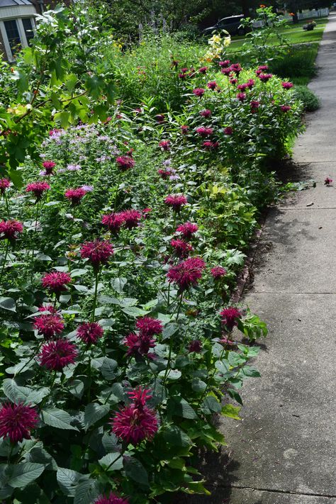 Perennial Winners and Losers in the Sidewalk Border Sidewalk Border, Sunflower Seedlings, Driveway Border, Flower Bed Borders, Wild Geranium, Courtyard Landscaping, Winners And Losers, Border Plants, Light Blue Flowers