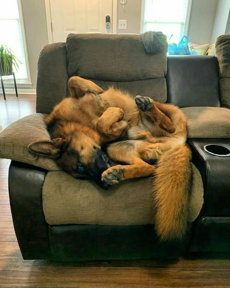 King German Shepherd, Dogs Fluffy, Baby German Shepherds, German Shepherd Pictures, Funny German Shepherd, Gsd Puppy, German Dogs, Puppy Cute