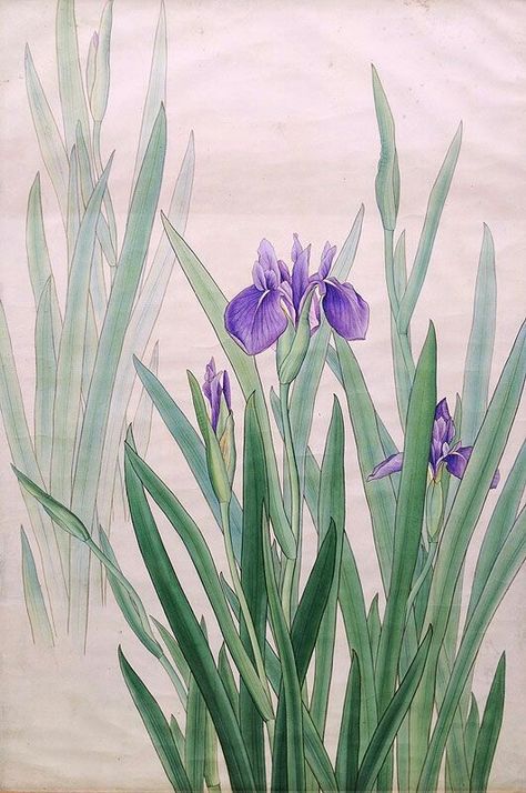 Japanese Iris, Wellcome Collection, Flowers, Art