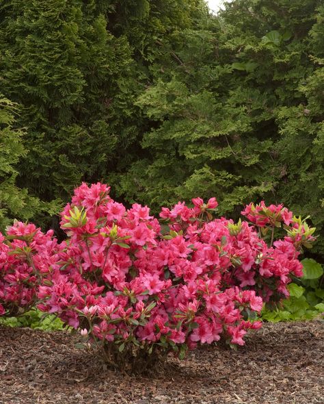 Azalea 'Girard's Rose' | Plant Profile | Sylvan Gardens Landscape Contractors Azelia Bush Planting, Azalea Garden, Azalea Shrub, Small Evergreen Shrubs, Azaleas Garden, Dead Flowers, Rose Plant, Burning Bush, Landscape Maintenance