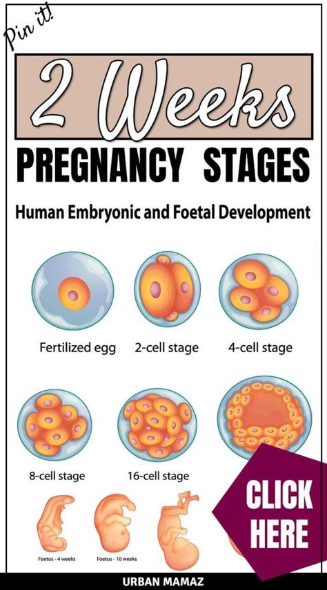 When you are 1 week pregnant or 2 weeks pregnant, chances are that even if you do an ultrasound, it may not detect the baby yet. Although, while some women claim that they have the feeling. Learn all you need to know about 2 weeks pregnancy  - click here> #pregnancy #pregnancyweekbyweek #pregnancyguide 2weeks Pregnant Ultrasound, 1 Week Pregnant Symptoms, 2 Weeks Pregnant, 1 Week Pregnant, Pregnancy Diet, Motherhood Lifestyle, Pregnancy Info, Pregnancy Guide, Eco Baby