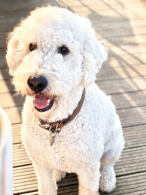 Blonde Labradoodle, White Labradoodle, Labradoodle Puppy, Dogs Of The World, Labradoodle, Goldendoodle, Polar Bear, Blonde, Puppies